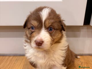 Australian Shepherd dogs Australian Shepherd litter Devon - Advert 10