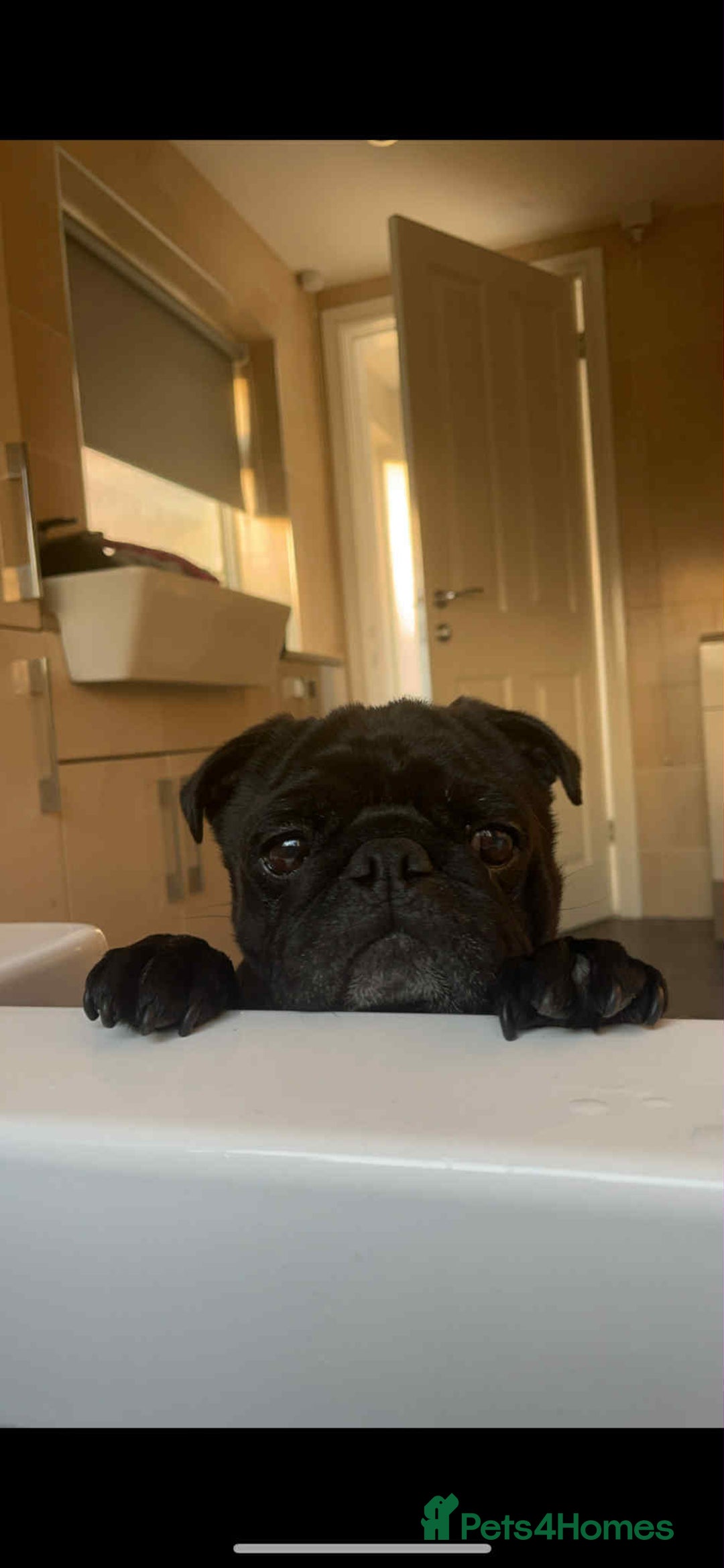 Pug dogs for stud: Pug for stud  - Image 1