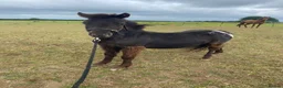 Dartmoor horses for sale: 2 year old DHP gelding “Ned” for sale  in Barnstaple - Advert 2