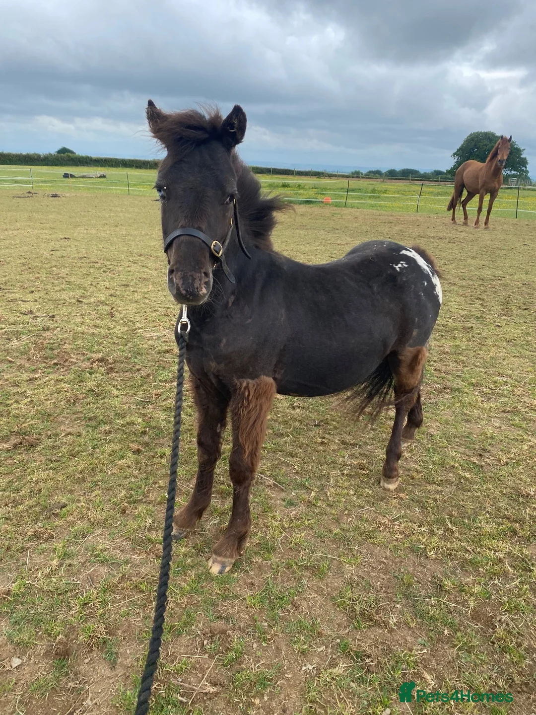 Dartmoor horses for sale: 2 year old DHP gelding “Ned” for sale  in Barnstaple - Advert 2