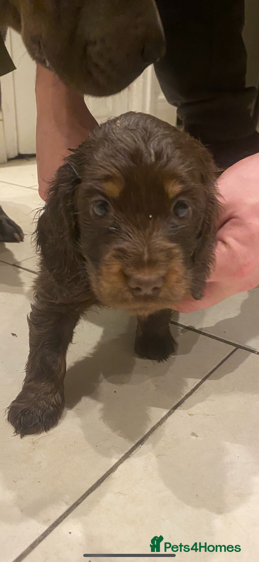 Miniature Dachshund dogs Longhaired miniature Dachshund puppies - Advert 10