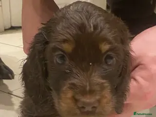 Miniature Dachshund dogs Longhaired miniature Dachshund puppies - Advert 10