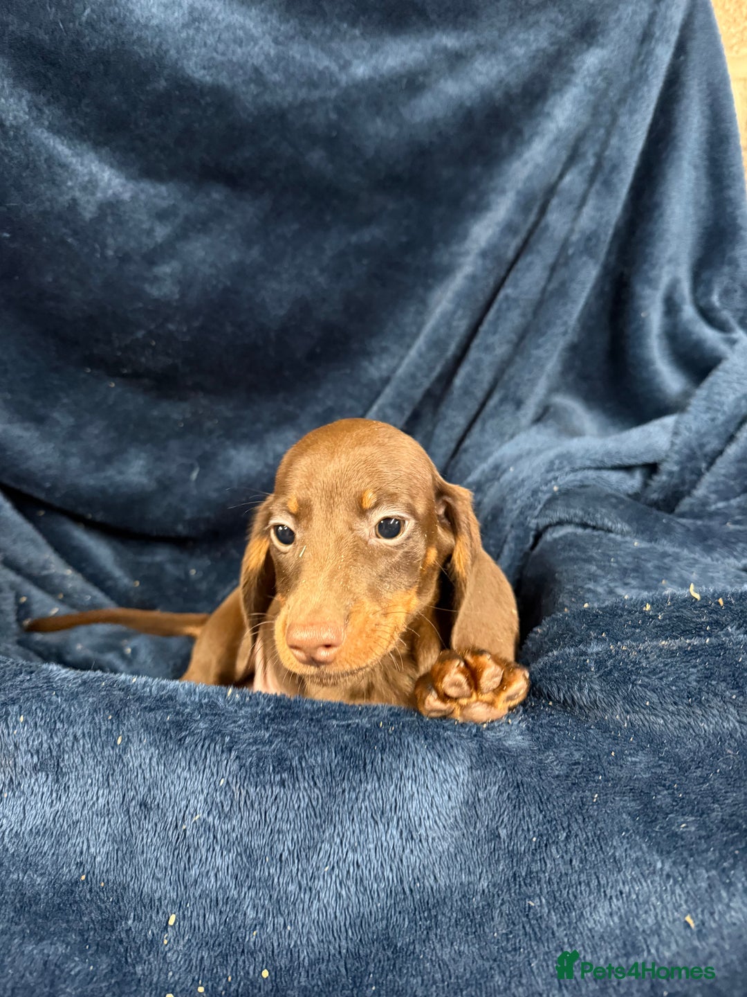 Dachshund dogs for sale: Dachshund Puppies - Image 6