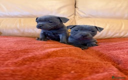 Staffordshire Bull Terrier dogs for sale: Gorgeous KC Reg/Health Tested Blue SBT Puppies - Image 4
