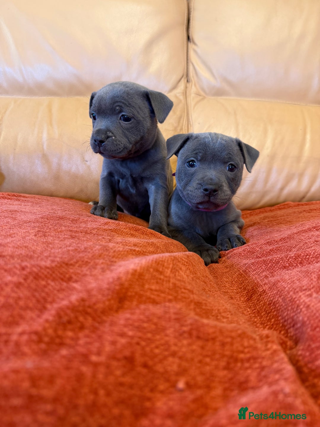 Staffordshire Bull Terrier dogs for sale: Gorgeous KC Reg/Health Tested Blue SBT Puppies - Image 4