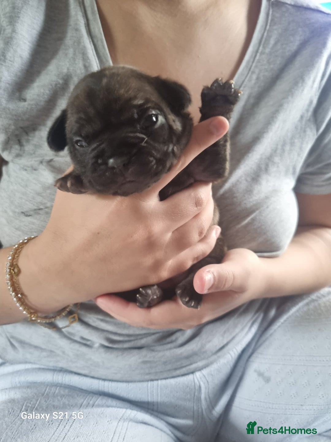 French Bulldog dogs for sale: Kc registered french bulldogs for sale. - Advert 2
