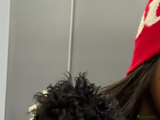 Cockapoo dogs Adorable Female Cockapoo Puppy for Sale - Advert 10