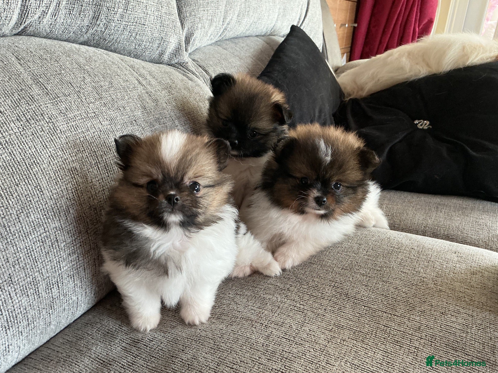 Pomeranian dogs True Tiny pomeranians teddy bear faced*ready now * - Advert 2