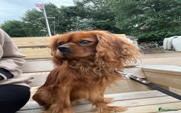 Cavalier King Charles Spaniel dogs for sale: King Charles Cavalier  - Image 5