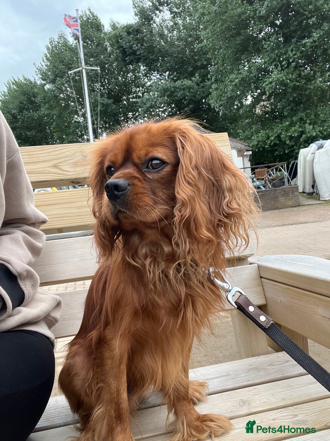 Cavalier King Charles Spaniel dogs for sale: King Charles Cavalier  - Image 5