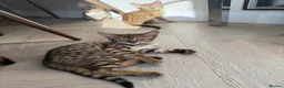 Savannah cats for sale: TICA F3 Savannah Kittens - Luxe Cat co. in Blackpool - Advert 6