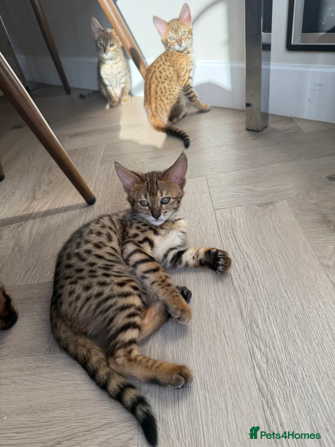Savannah cats for sale: TICA F3 Savannah Kittens - Luxe Cat co. in Blackpool - Advert 6