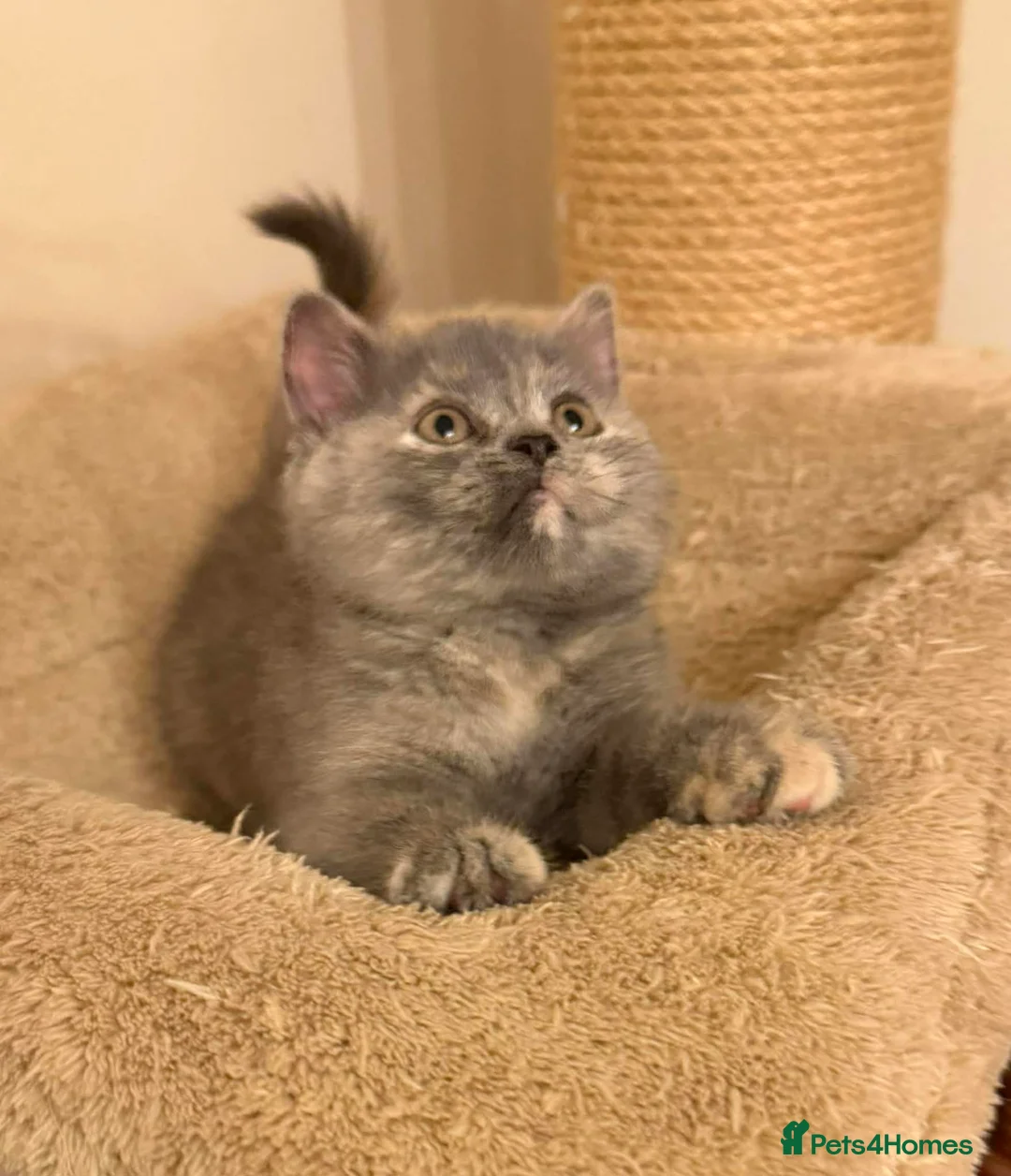 British Shorthair cats for sale: Cinnamon carrier Bsh champion lines  - Advert 2