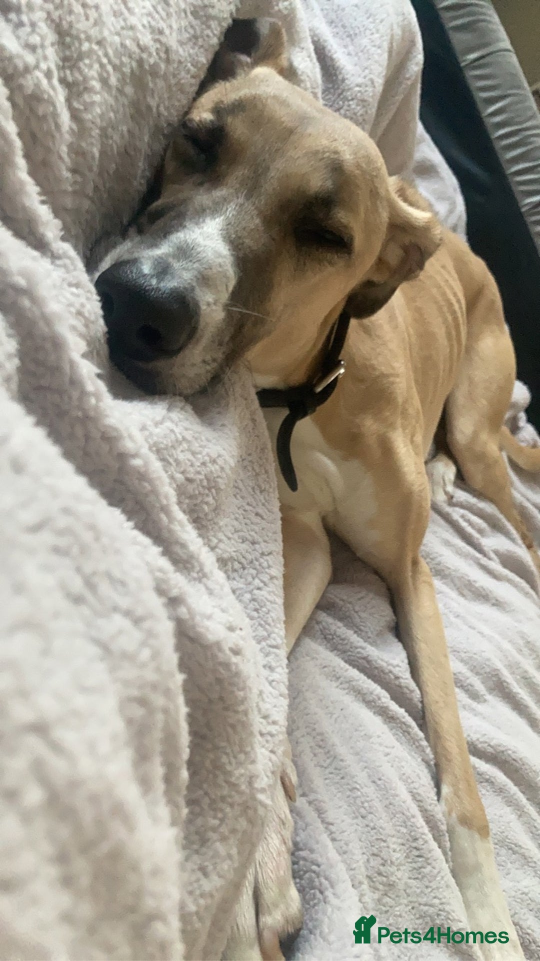 Mixed Breed dogs for sale: Merle Saluki Bull Collie Greyhound - Image 5