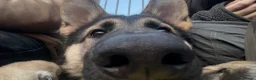 German Shepherd dogs for sale: pochi (GSD 1 year) in Brixham - Advert 7