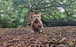 American Bully dogs for sale: Pocket bully’s  - Image 2