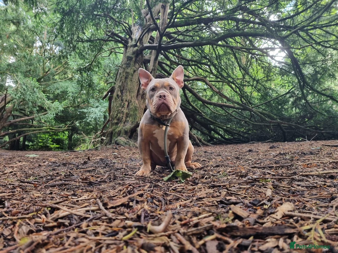 American Bully dogs for sale: Pocket bully’s  - Image 2