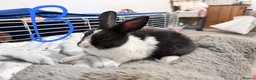 Lionhead rabbits for sale: BEAUTIFUL LIONHEAD BABY RABBITS * READY TO GO * - Advert 14