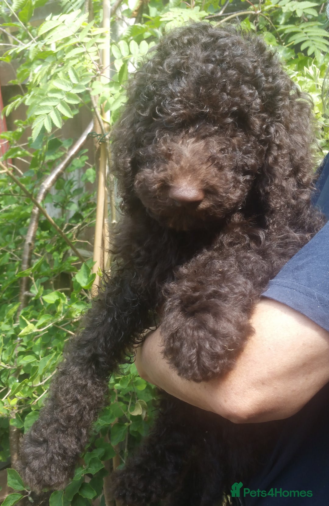 Labradoodle dogs for stud: PROVEN Healthy Labradoodle STUD - HYPOALLERGENIC   - Advert 21