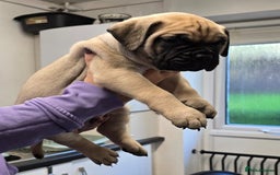 Bullmastiff dogs for sale: Bullmastiff Puppies  - Image 16