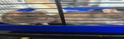 Rat rodents for sale: 4 girl rat for sale - Advert 5