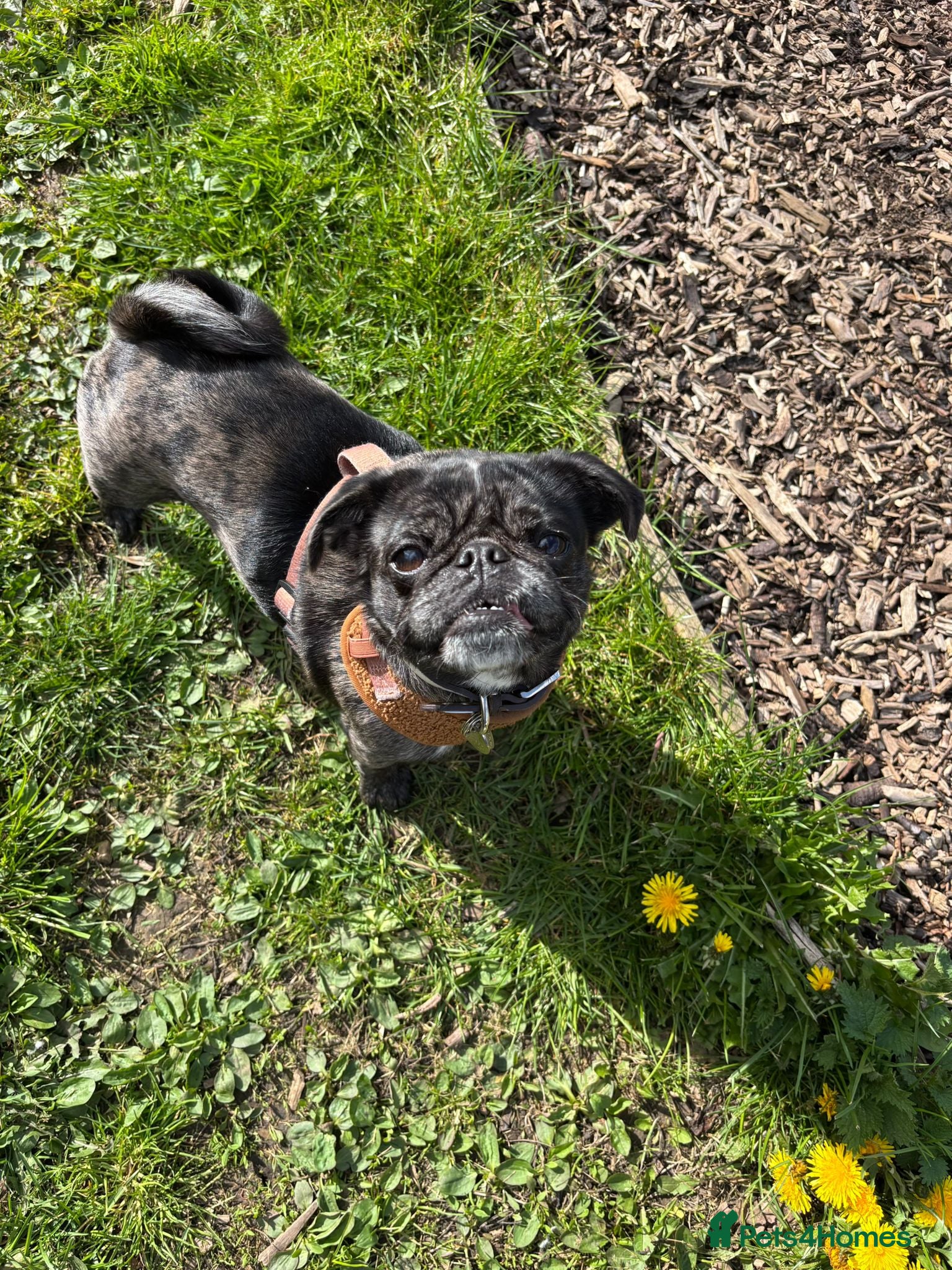 Pug dogs Coco  - Advert 1