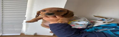 Light red miniature dachshund boy