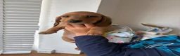 Miniature Dachshund dogs for sale: Stunning miniature dachshunds💖 in Carlisle - Advert 3