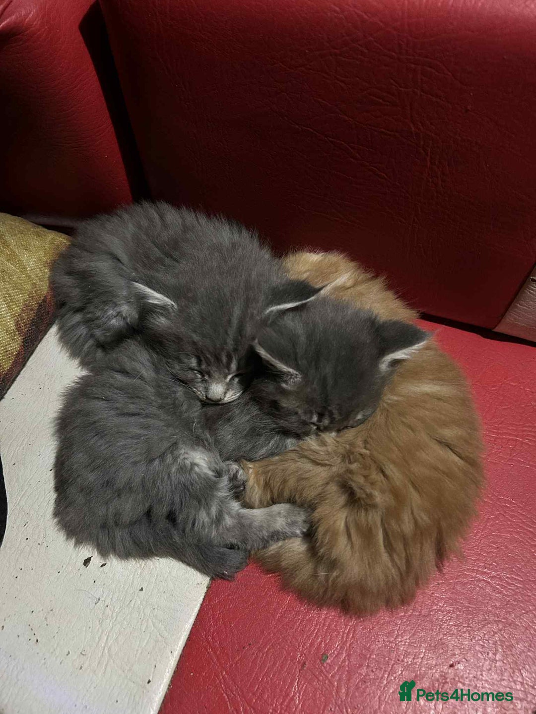 Maine Coon cats for sale: Maine coon kittens  - Advert 1