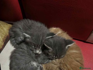 Maine Coon cats Maine coon kittens - Advert 2