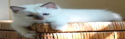 Ragdoll cats for sale: Quality GCCF Reg Ragdoll Kittens - Advert 9