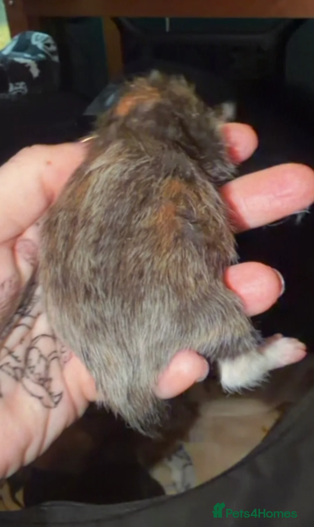 Ragdoll cats for sale: Ragdoll x Maine coon - Advert 2