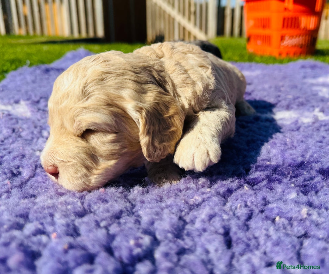 Mixed Breed dogs for sale: Schnoodle Babies 🐾🐾🐾 - Image 2