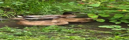 Ducks poultry for sale: Khaki Campbell fertile hatching eggs - Advert 2