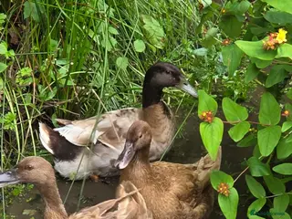 Ducks poultry Khaki Campbell fertile hatching eggs - Advert 2