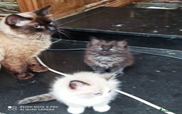 Siberian cats for sale: #4 lovely Siberian male kittens  - Image 18