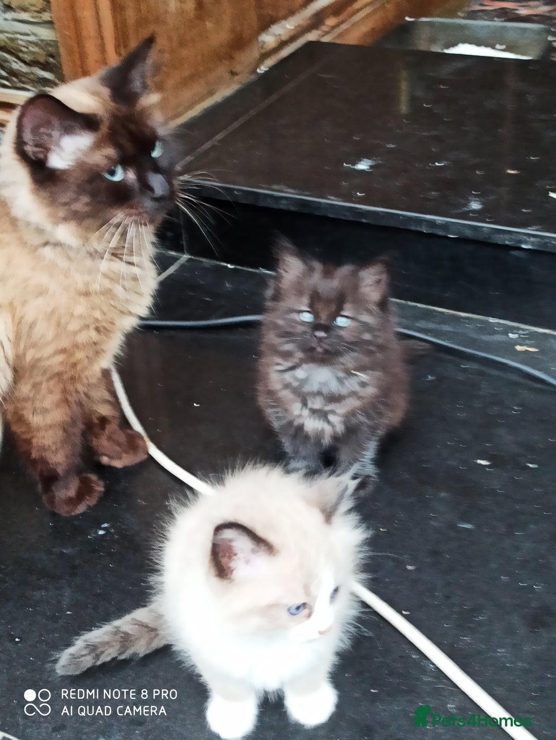 Siberian cats for sale: #4 lovely Siberian male kittens  - Image 18