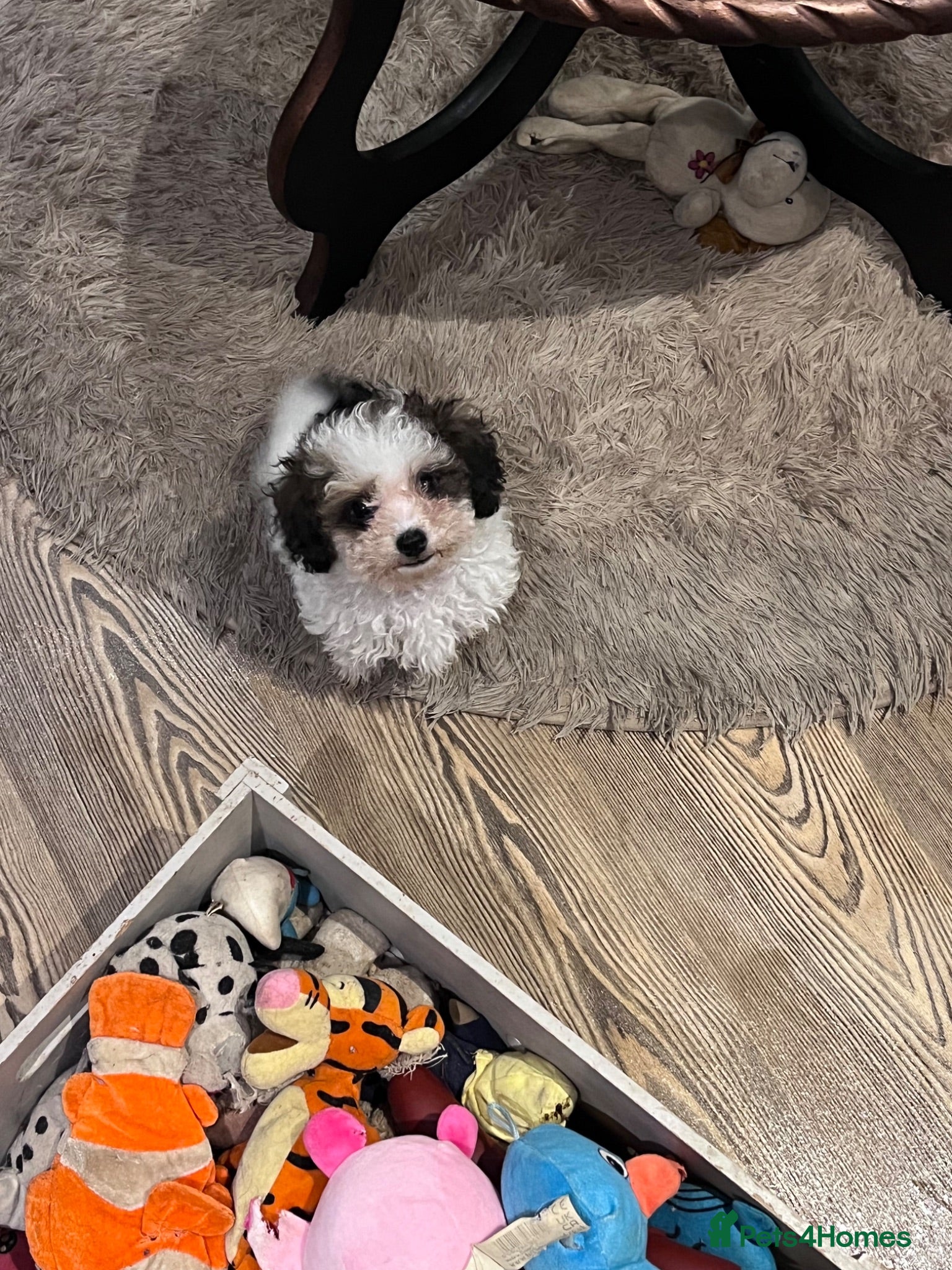 Cavapoo dogs Toy cavapoo boy  - Advert 1