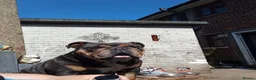 English Bulldog dogs for sale: English bulldog  in Scunthorpe - Advert 3