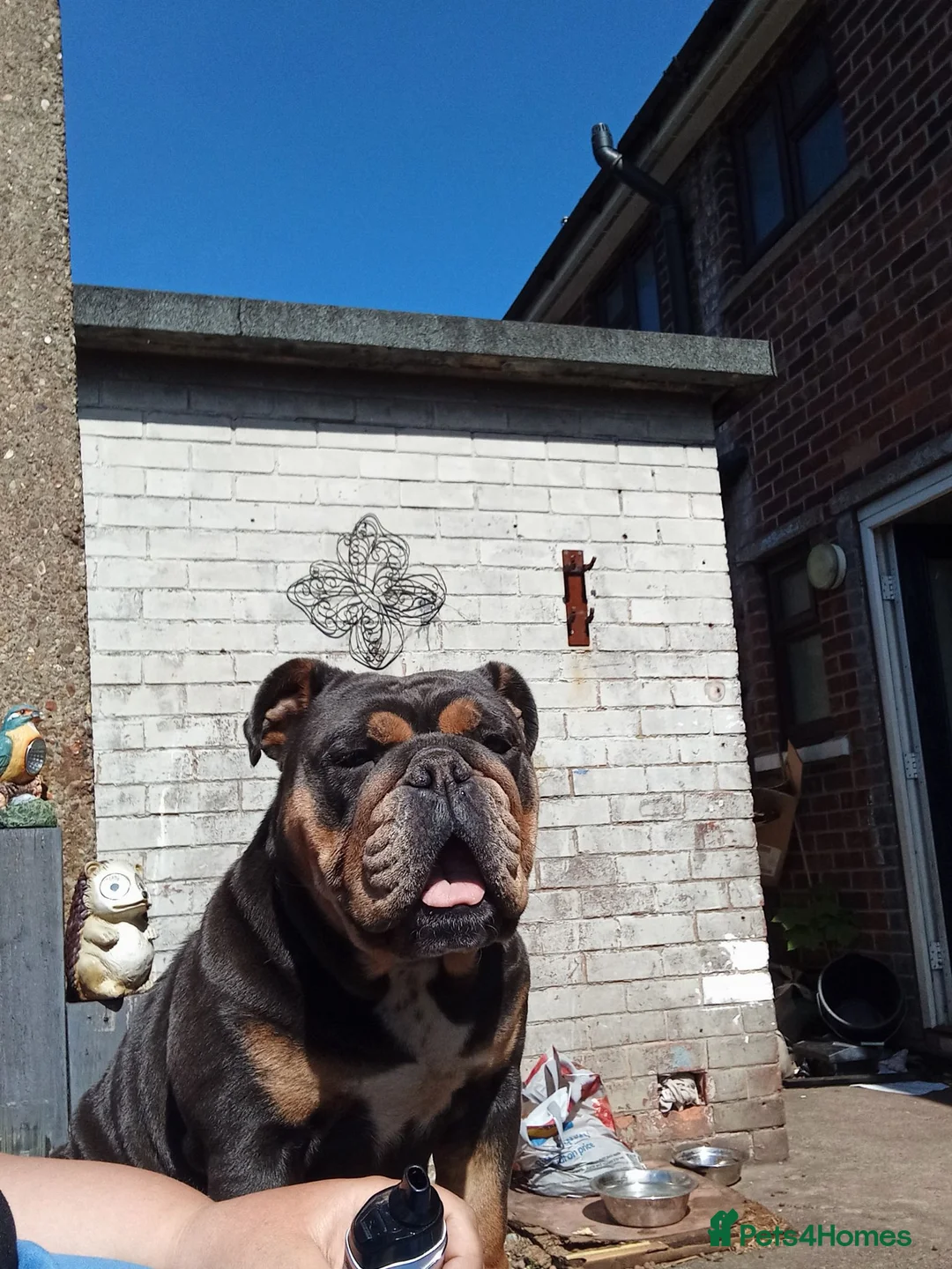 English Bulldog dogs for sale: English bulldog  in Scunthorpe - Advert 3