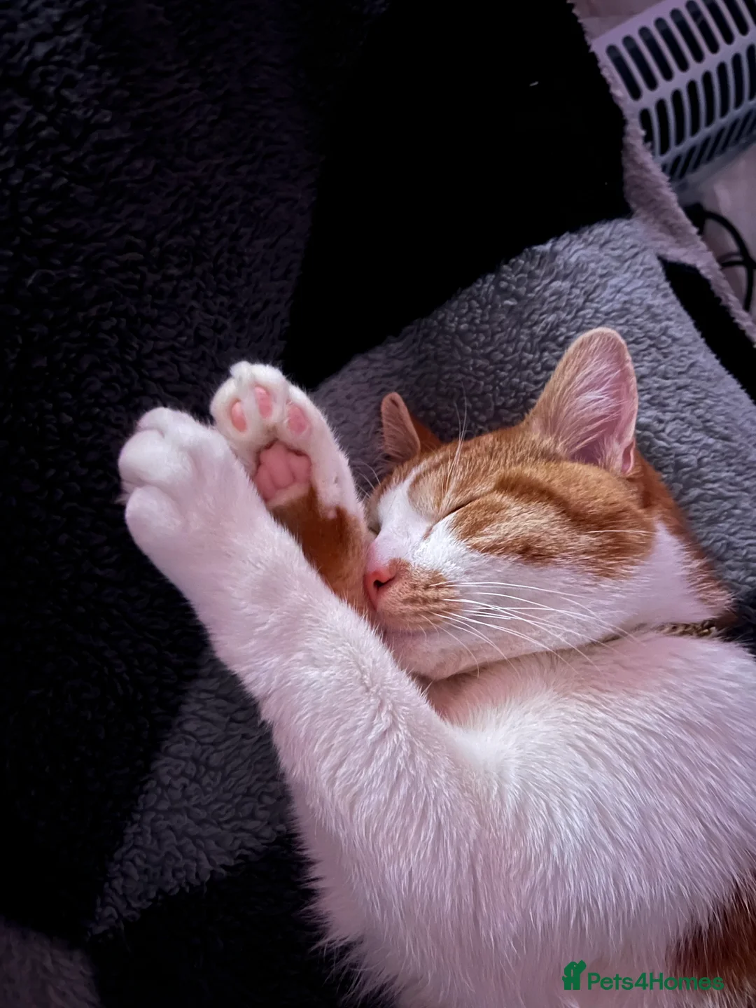 Domestic Shorthair cats for sale: The most perfect boy in Birmingham - Advert 4