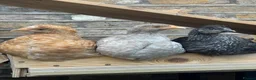 Chickens poultry for sale: Friendly little cockerel  in London - Advert 3