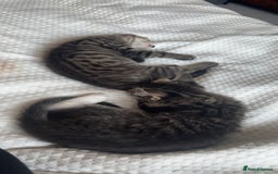 Mixed Breed cats for sale: 2 male cats  - Image 3
