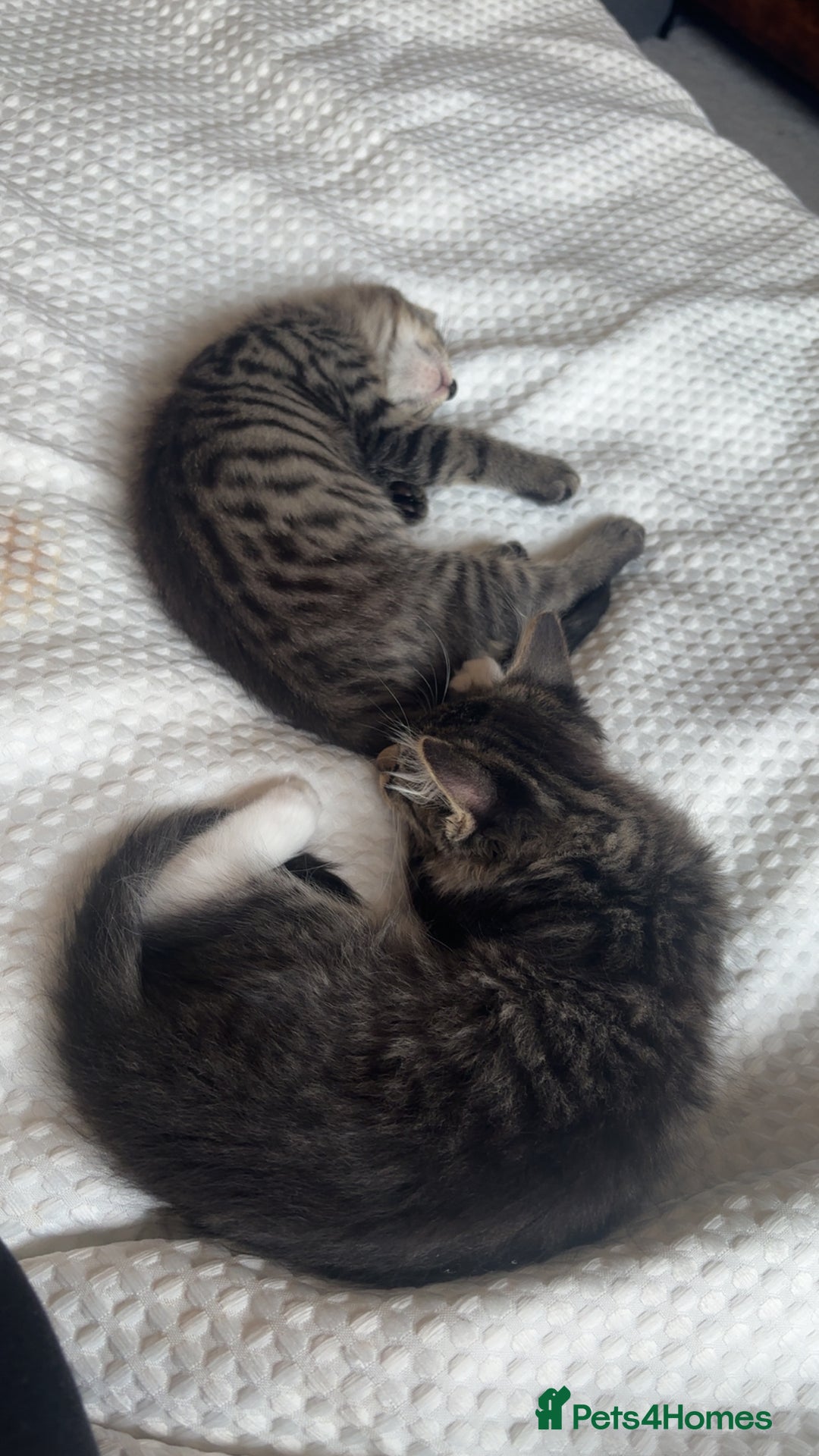 Mixed Breed cats for sale: 2 male cats  - Image 3