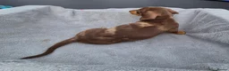 Miniature Dachshund dogs for sale: Gorgeous KC Registered, PRA Clear puppies  in Harlow - Advert 12