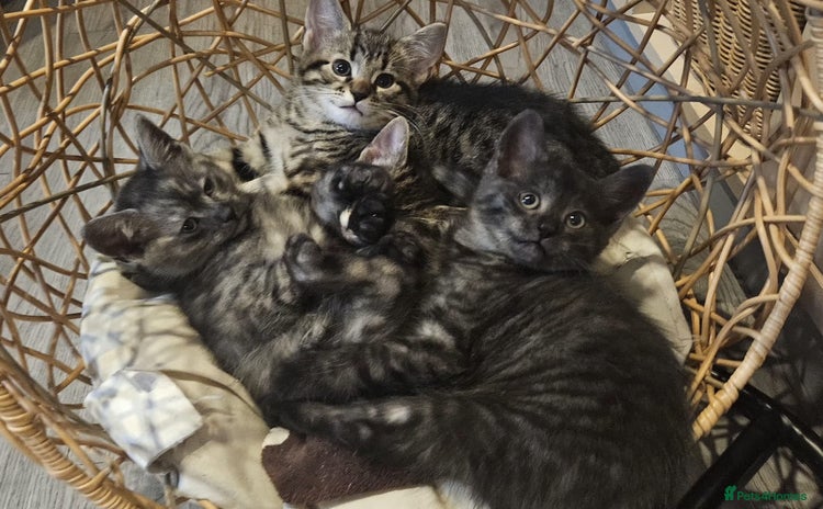 Maine Coon cats Maine coon cross kittens  - Advert 10