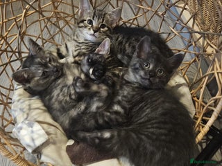 Maine Coon cats Maine coon cross kittens - Advert 6