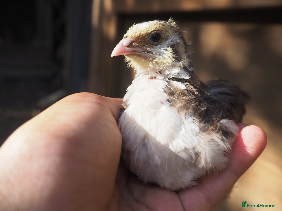 Mixed Breed birds for sale: Jumbo Coturnix Quail Mix Of Colours - Image 15