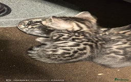 Bengal cats for sale: Sweet Bengal Kittens For Sale  - Image 17