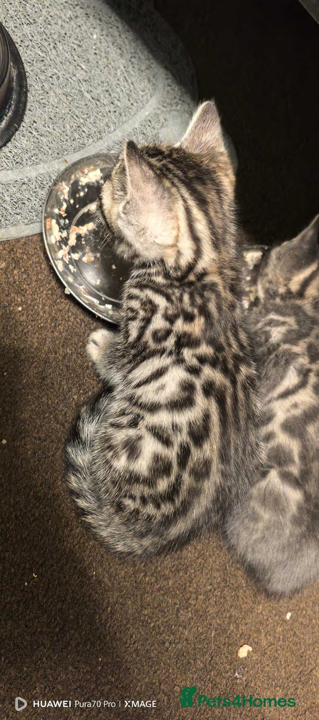 Bengal cats for sale: Sweet Bengal Kittens For Sale  - Image 17